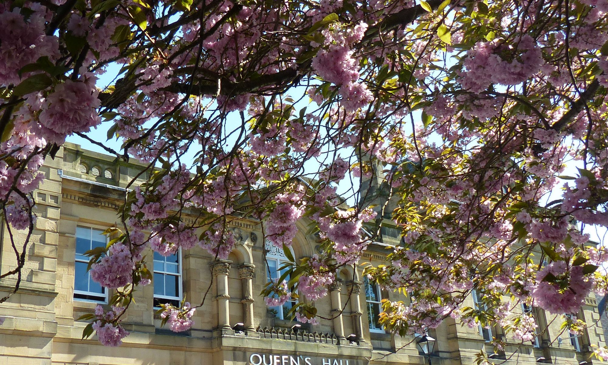 Exterior of Queen's Hall Arts Centre, looking towards the building from underneath branches of pink blossom.