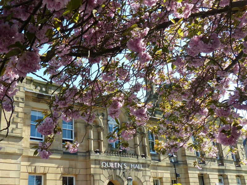 Exterior of Queen's Hall Arts Centre, looking towards the building from underneath branches of pink blossom.
